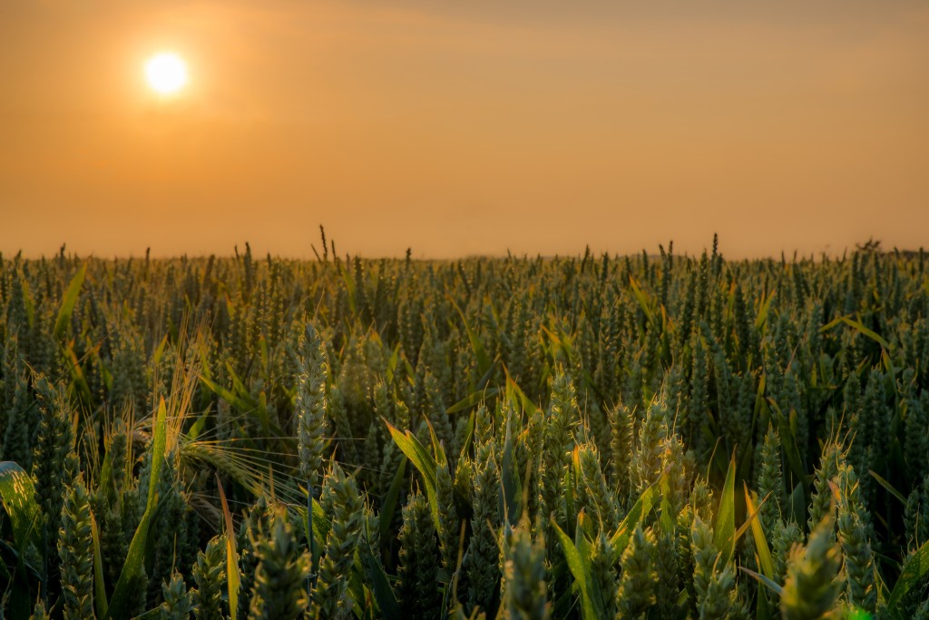 Cornfields of Suffolk