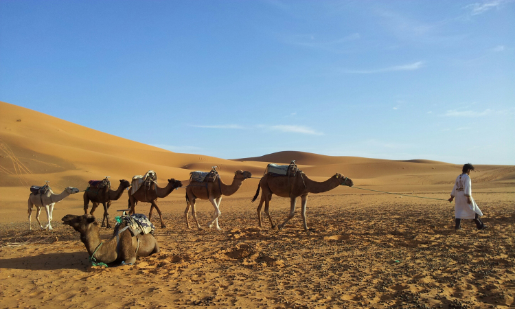 caravan of camels, erg chebbi, sahara, morocco