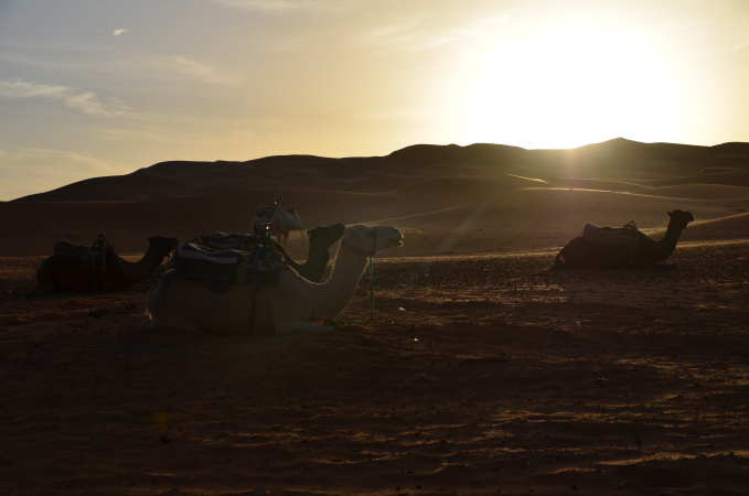 Camels in the sunrise, Erg Chebbi, Sahara, Morocco