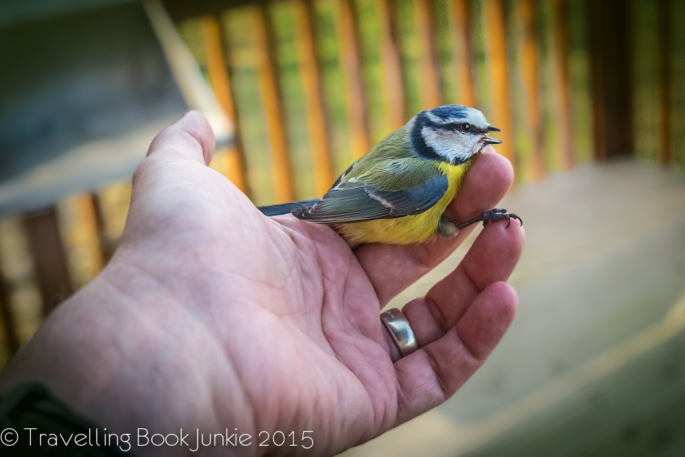 Blue tit at Thorpe Forest Thetford Forest Norfolk UK Forest Holidays