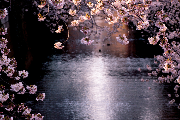 Cherry Blossom, Japan, Tokyo, Asia, Travelling, Travel, Travelling Book Junkie