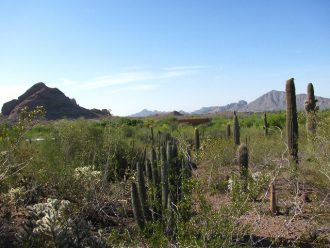 phoenix, arizona, america, travelling book junkie, what to do, top things, to do, to see, where to go in, places to, botanical gardens, plants, cactus, desert, travel destinations,