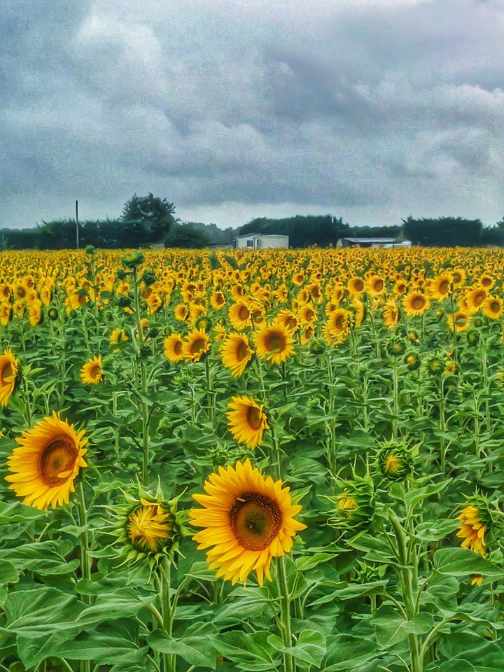 Sunflowers, France, Marennes, Family holidays, travel, Travelling Book junkie