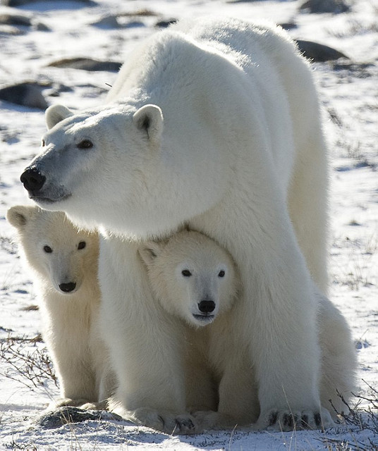 Canada, Polar Bears, Luxury Travel, Travel, Travelling Book Junkie, wish list