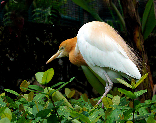 White Herons, Ubud, Bali, Indonesia, Travel, Travelling Book Junkie