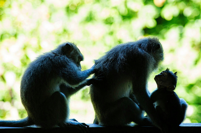 Monkey Forest, Ubud, Bali, Indonesia, Travel, Travelling Book Junkie