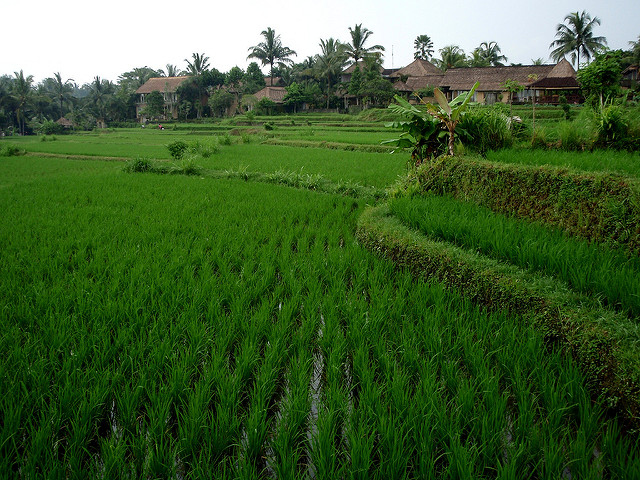 Pady Fields, Ubud, Bali, Indonesia, Travel, Travelling Book Junkie