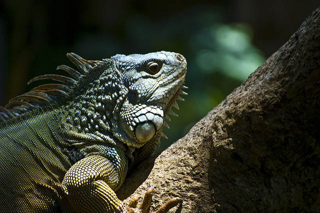 Reptiles, Ubud, Bali, Indonesia, Travel, Travelling Book Junkie