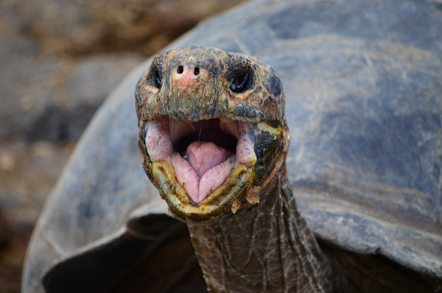 The galapagos Islands, Luxury Travel, Darwin, Travel, Travelling Book Junkie, wish list