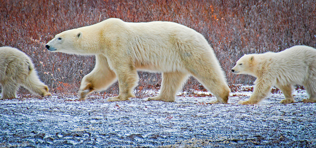 Polar Bears, Churchill, Canada