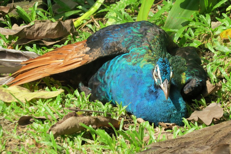 KL Bird PArk, Kuala Lumpar, Malaysia