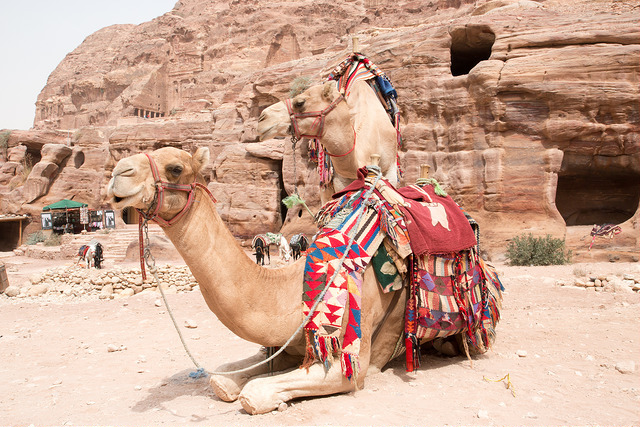 Exotic Places, Camels, Petra, Jordan