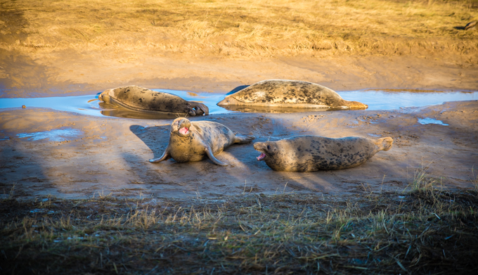 seals, best western, kenwick park, spa, hotel, spa seekers, lincolnshire, sanctuary, breeding, travellingbookjunkie, relaxing, refreshing, breaks, weekend, lodge, stay, accommodation, hotel, mid range,