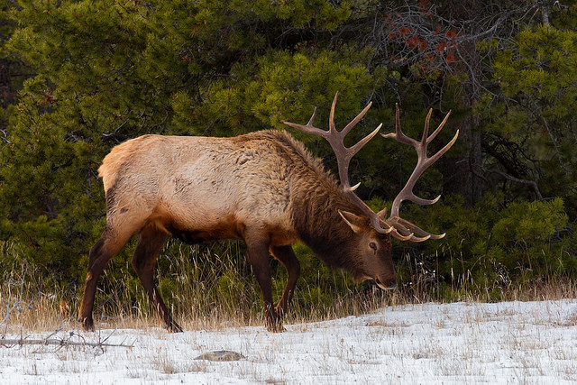 The wildlife of Alberta is just one of the many things to inspire writers in this region with many Canadian books focusing on both this and the natural beauty of the area.