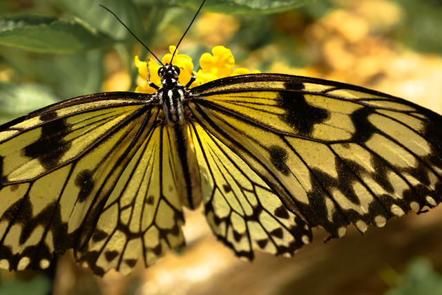 butterflies from nature in Palawan