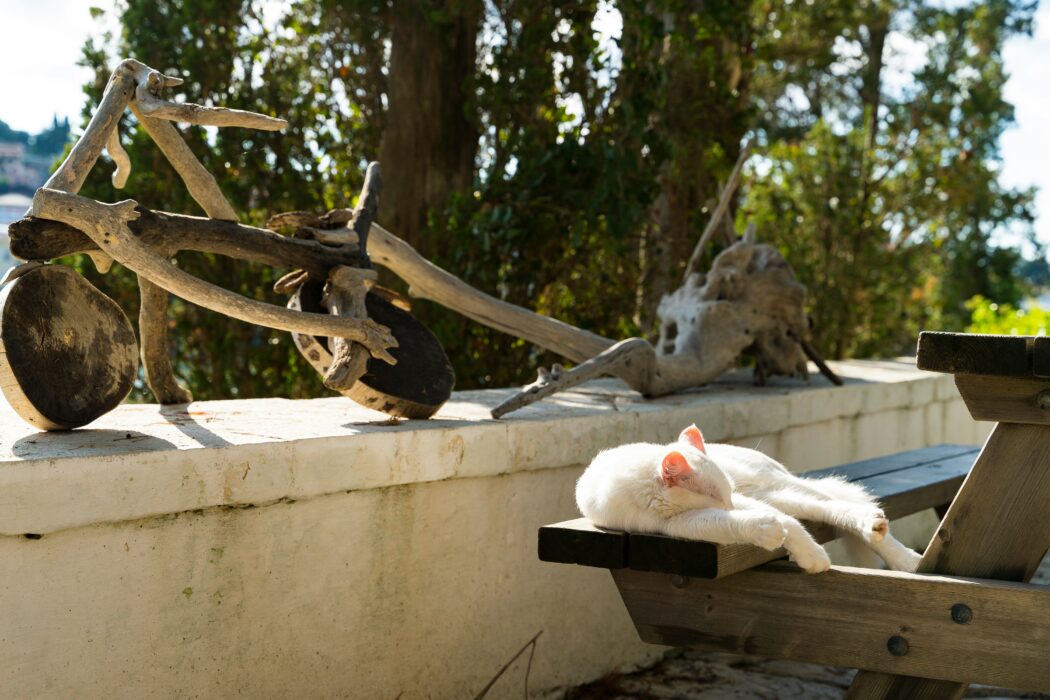 Cats are popular in Greece especially Corfu