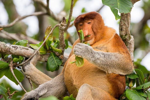 Monkeys in the wild can be found all over the world, including Thailand.