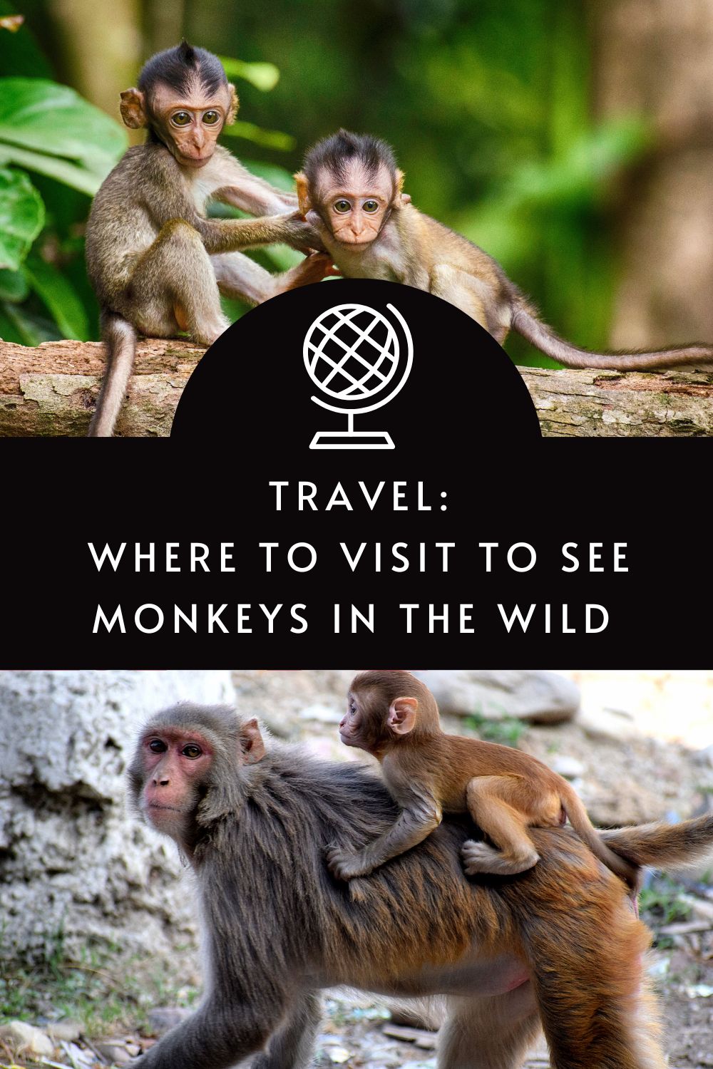 Where to visit to see monkeys in the wild via @tbookjunkie